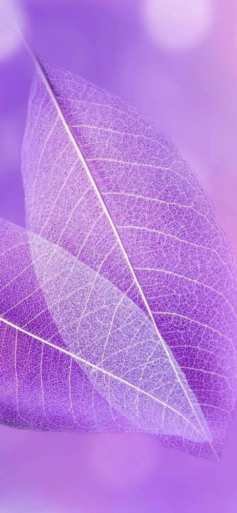 唯美壁纸紫色浪漫壁纸