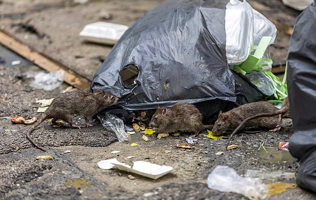 澳洲惊现恐怖一幕!成千上万老鼠泛滥成灾,民众:感觉地面在颤抖