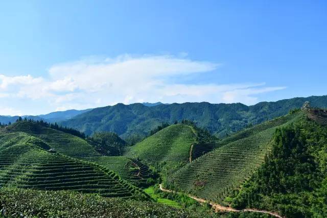 遂川狗牯脑罗霄山脉的等待