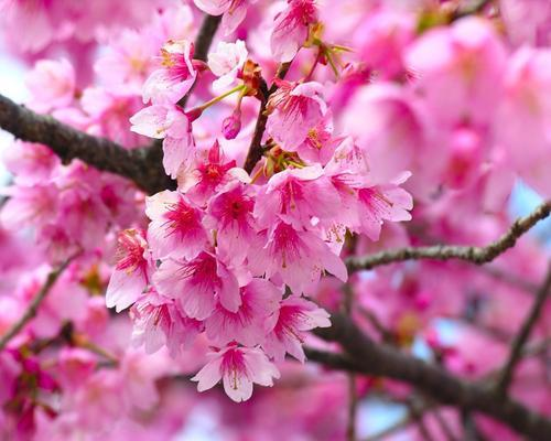 在《中國植物誌》新修訂的名稱中專指