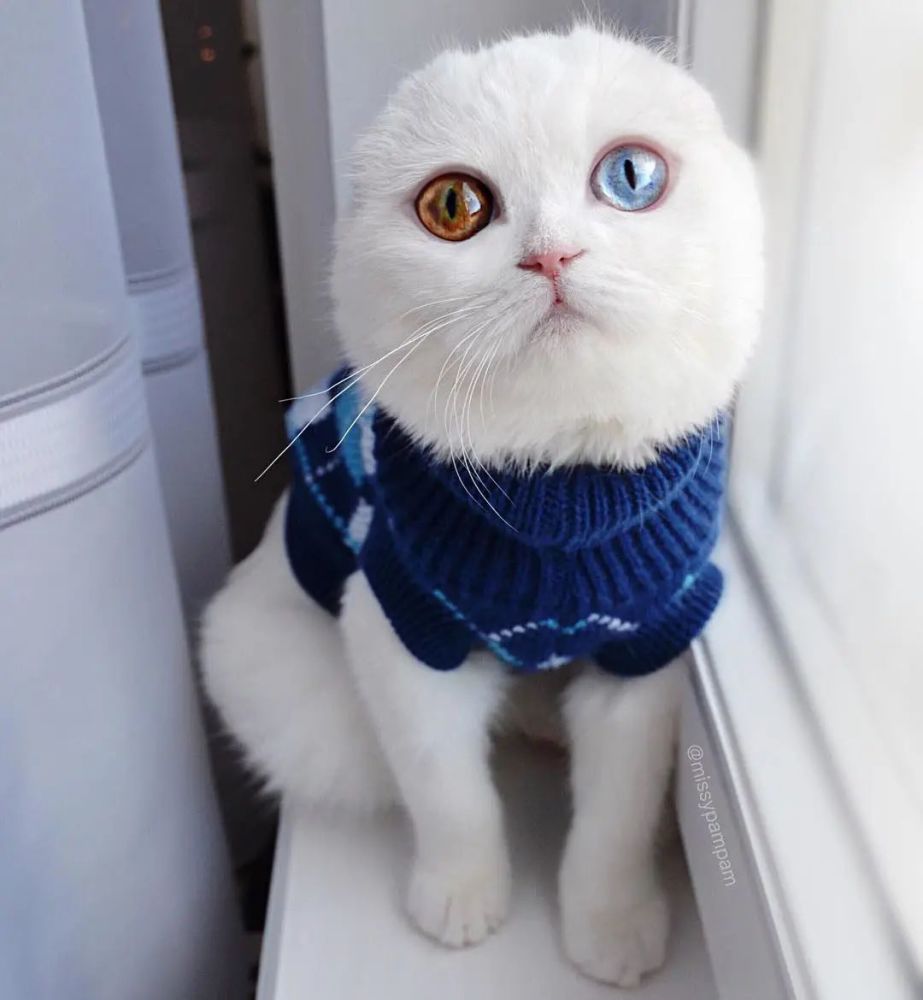 猫趣让铲屎官融化的异瞳喵星人眼若星辰仙气十足又要骗人养猫了