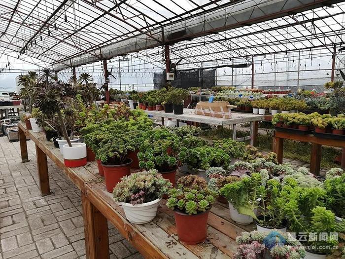 缙云 翁杰 深耕农旅融合养肥 多肉 腾讯新闻