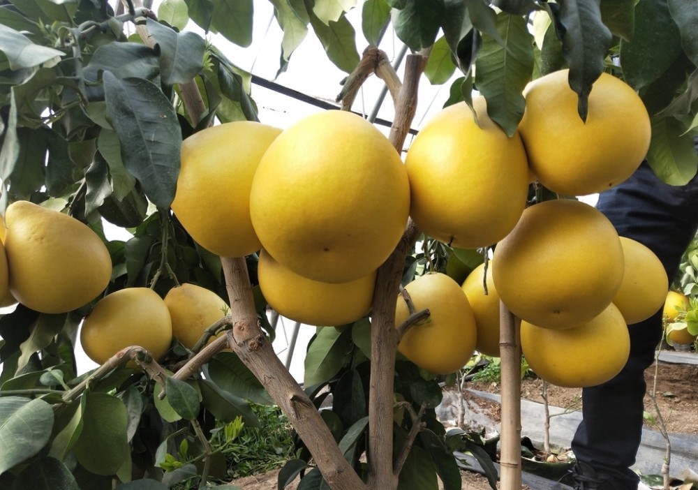 南果北种遂宁矮晚柚挂果河北正定
