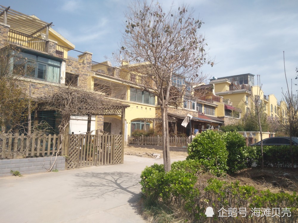 南月堤新村,黄河岸边一个美丽的田园村庄,别墅掩映在花海中