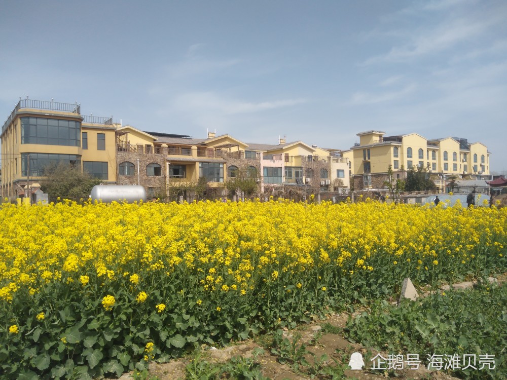 南月堤新村,黄河岸边一个美丽的田园村庄,别墅掩映在花海中