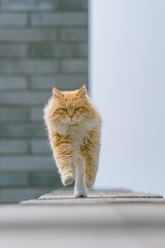 骊山烽火台的高冷长毛橘猫超霸气