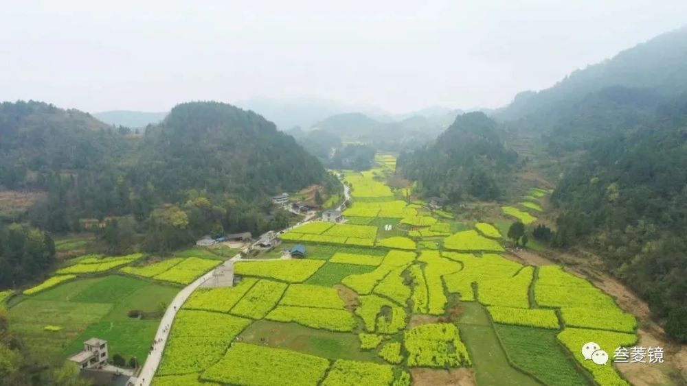 印江在印江縣沙子坡鎮,2600畝油菜花相繼開放,金黃的油菜花格外耀眼