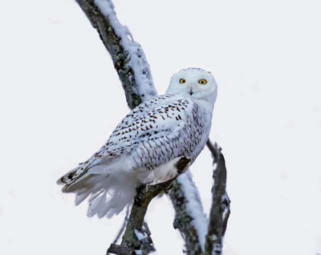 动物科普哈利波特的海德薇雪 