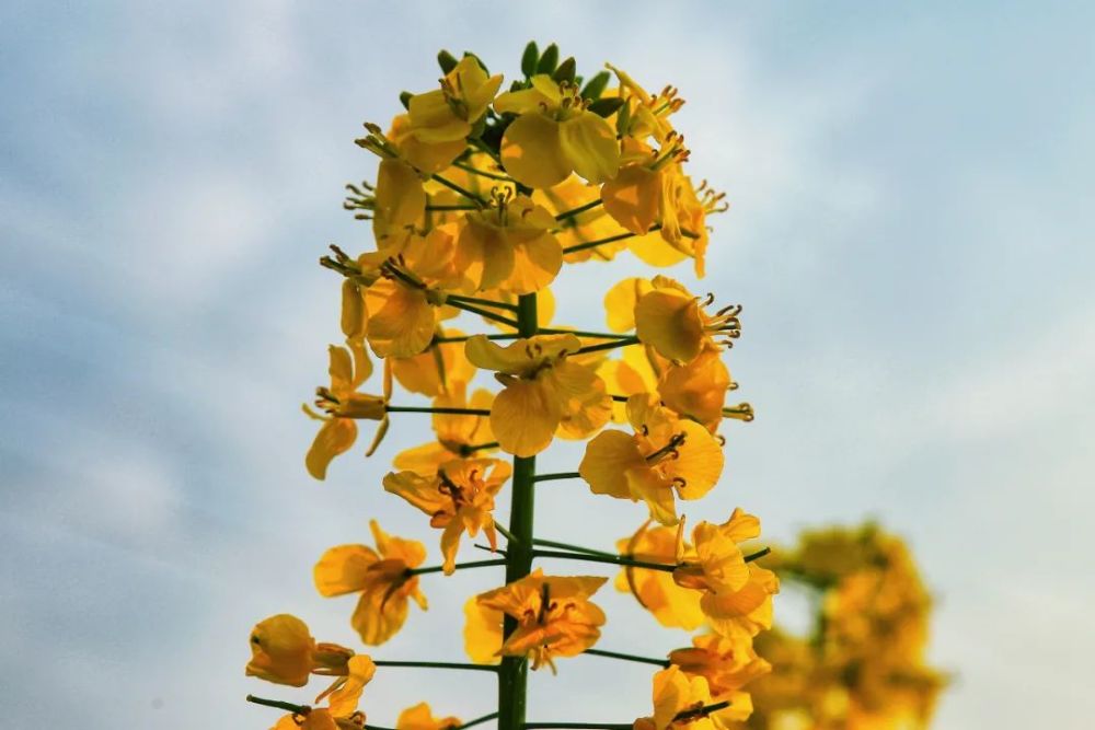 春光灑滿羊木鎮油菜花海開正豔