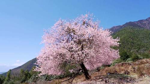 冕宁灵山百年桃树如约盛放_腾讯新闻