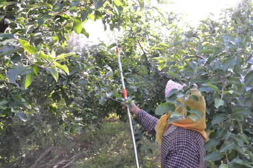 蘋果能增產30的葉面肥開花後噴施兩次果實大品質好產量高