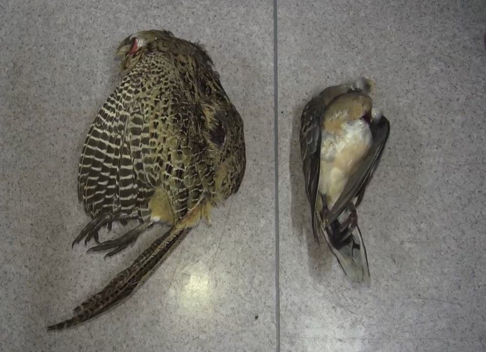 为解馋暗夜携犬猎杀斑鸠雉鸡大兴四男子因非法狩猎被刑拘