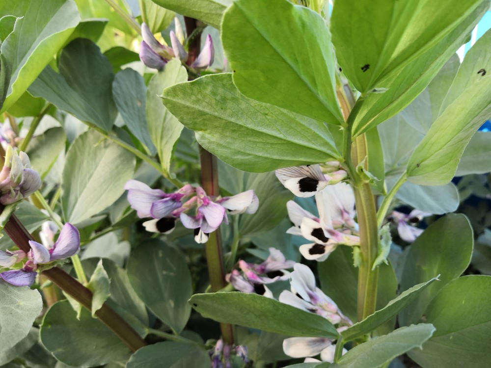 伴随油菜花开放的,还有蚕豆花,也有其特色,像一只只