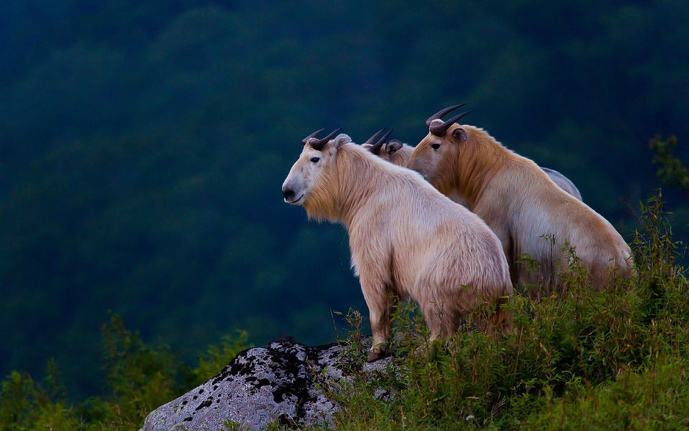 秦岭羚牛局部泛滥,偷袭人类,为什么它的保护等级仍堪比大熊猫?