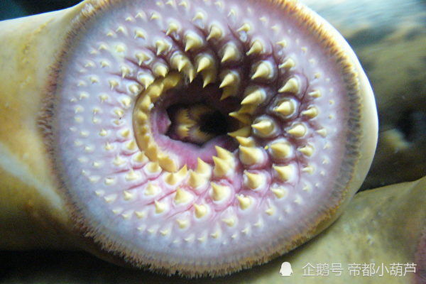 八目鳗幼体化石被发现 挑战脊椎动物起源假说