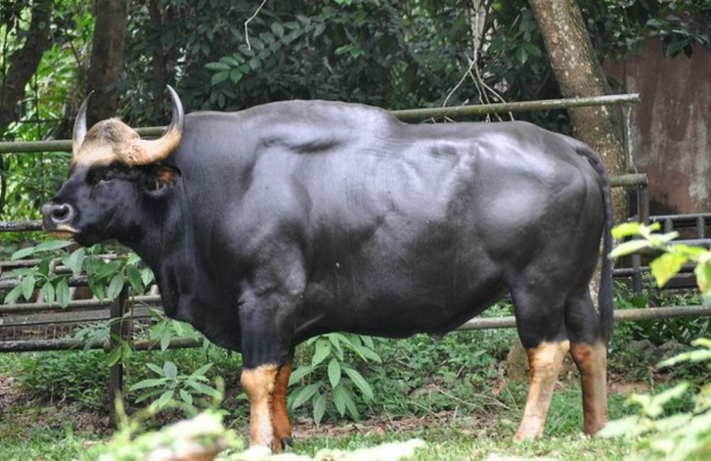 世界现存体型最大的白肢野牛来了,如今数量或有20头_腾讯新闻
