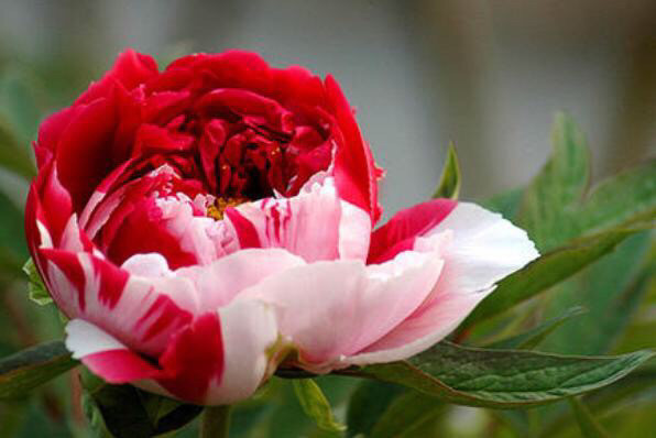 不出10天 家里就有 喜鹊登门 的7大生辰吉日 50年等一次 腾讯新闻