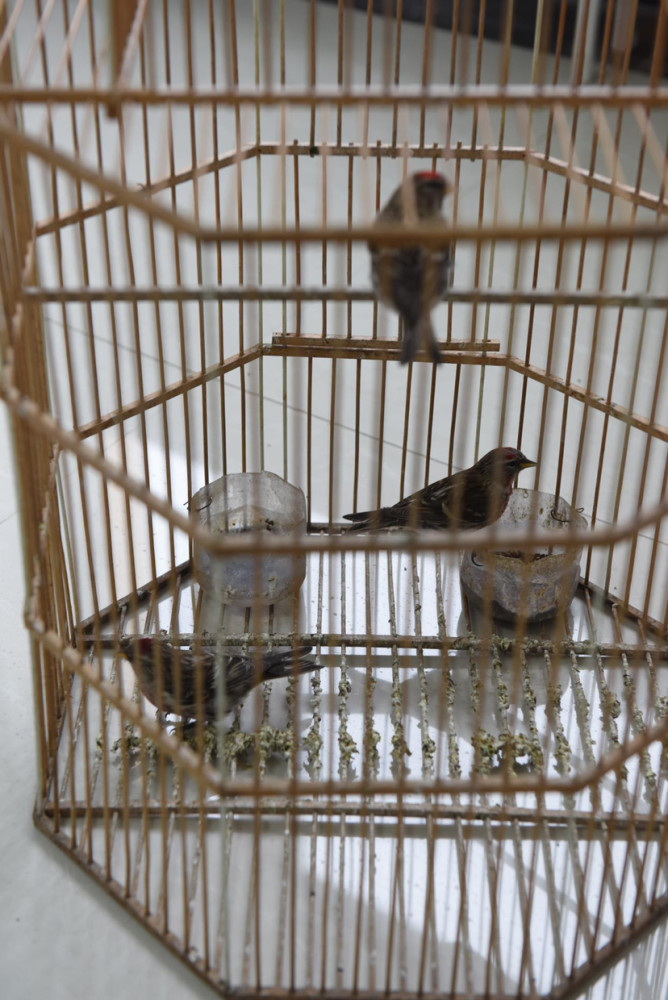 听信偏方吃鸟能治脑梗竟捕杀40多只苏鸟做药引