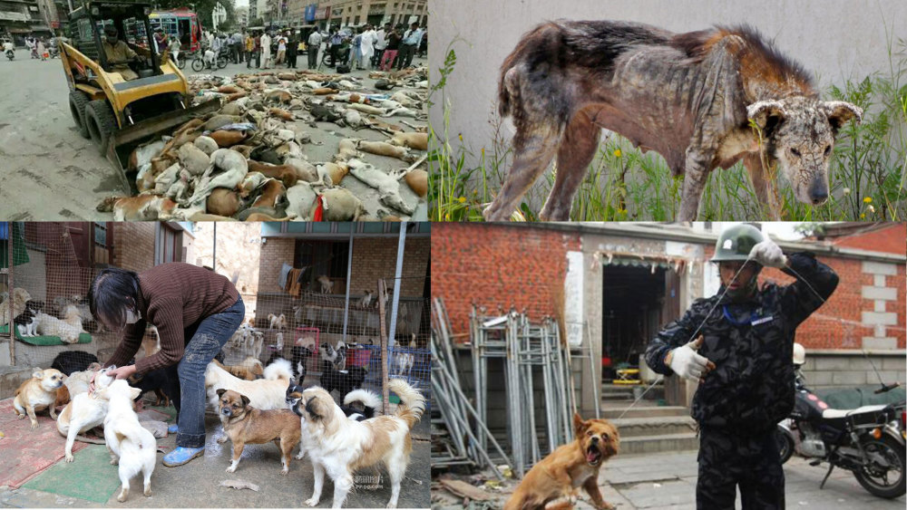 山东一高校保安和指导员暴打流浪狗!_腾讯新闻