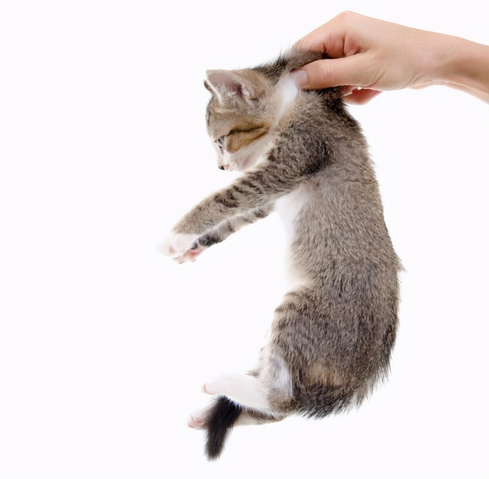 你真的会抱猫吗5种常见的抱猫姿势但3种都是错的
