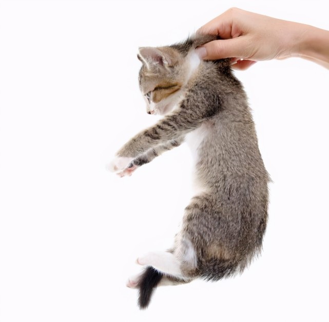 你真的会抱猫吗？5种常见的抱猫姿势，但3种都是错的！_腾讯新闻