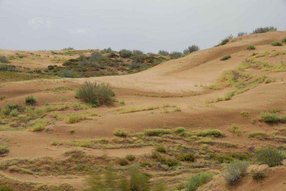 为什么不能把沙漠变成森林?专家:会加剧当地干旱