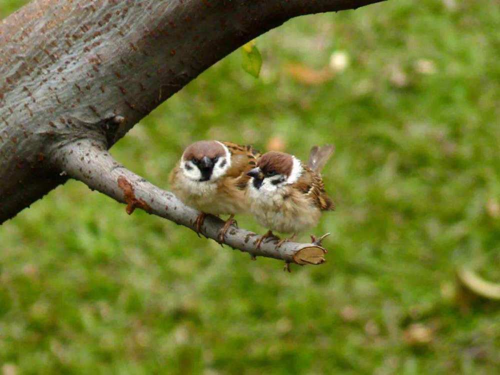 随处可见的麻雀寿命有多长?为什么很少见到它的遗骸?