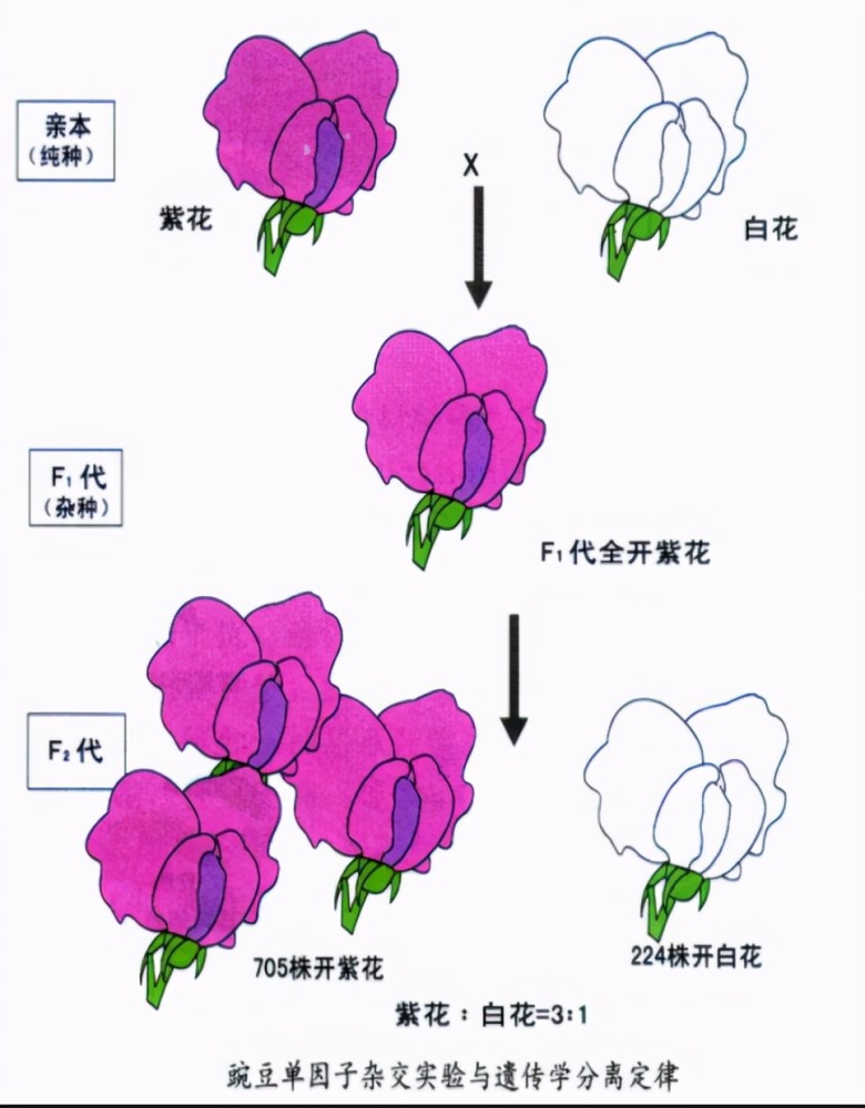 孟德尔通过豌豆实验证明了,当纯种的紫花和纯种的白花交配后,会产生开