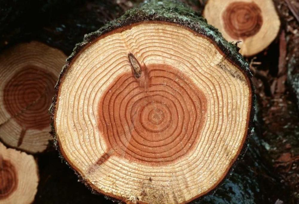 "竹子开花,马上搬家",竹子开花难道真是"大灾变"的前兆?_腾讯新闻