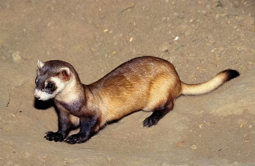 科学家成功克隆死亡33年的黑足雪貂,它的基因能够继续延续吗?