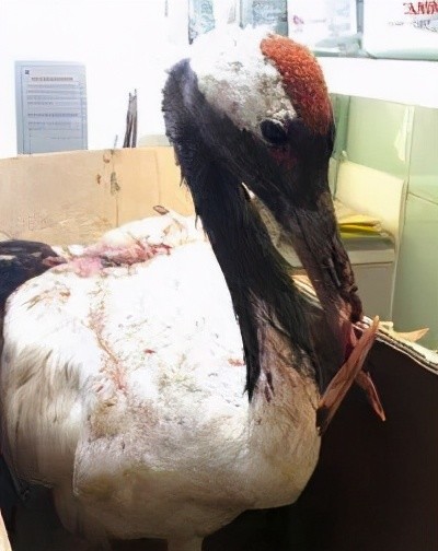 丹顶鹤因打架而断喙专家为其换上钛合金鸟喙后又能欢快进食了