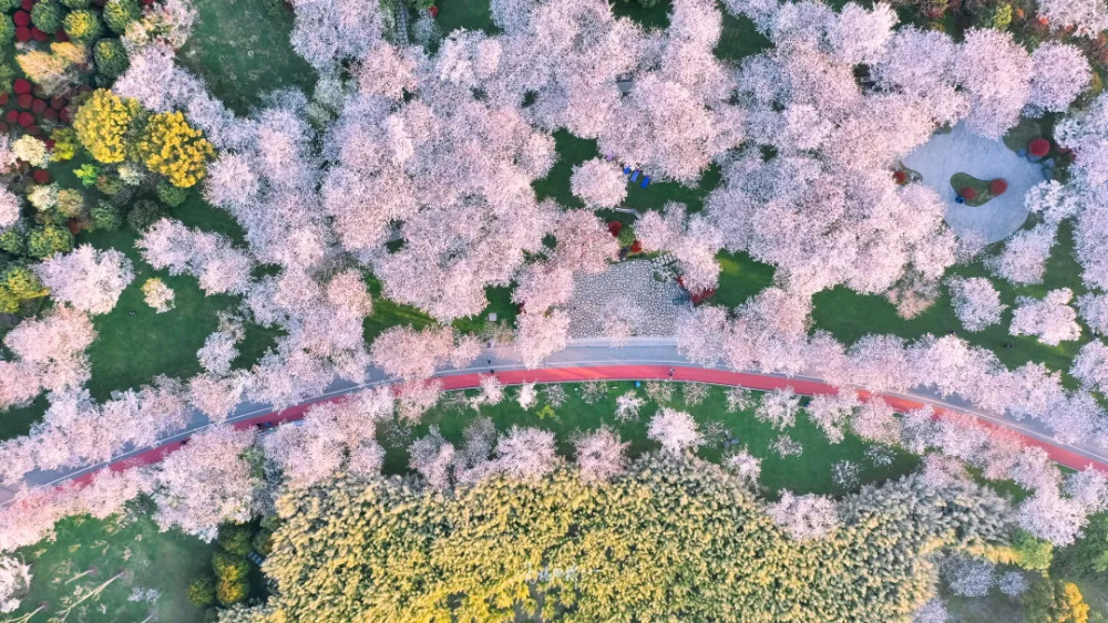 无锡的金匮公园美成仙境了