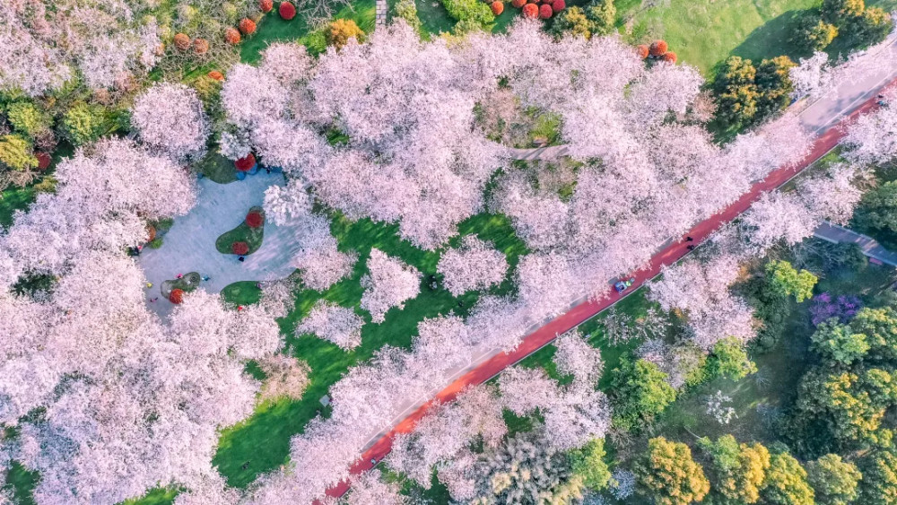 无锡的金匮公园美成仙境了