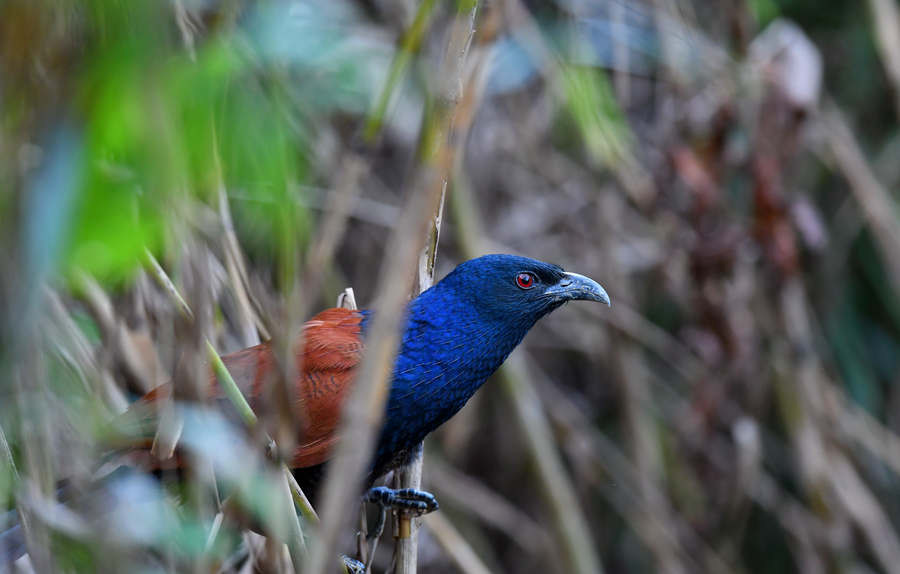 福建列入國家重點保護野生動物名錄鳥類達150種愛鳥周護鳥在行動