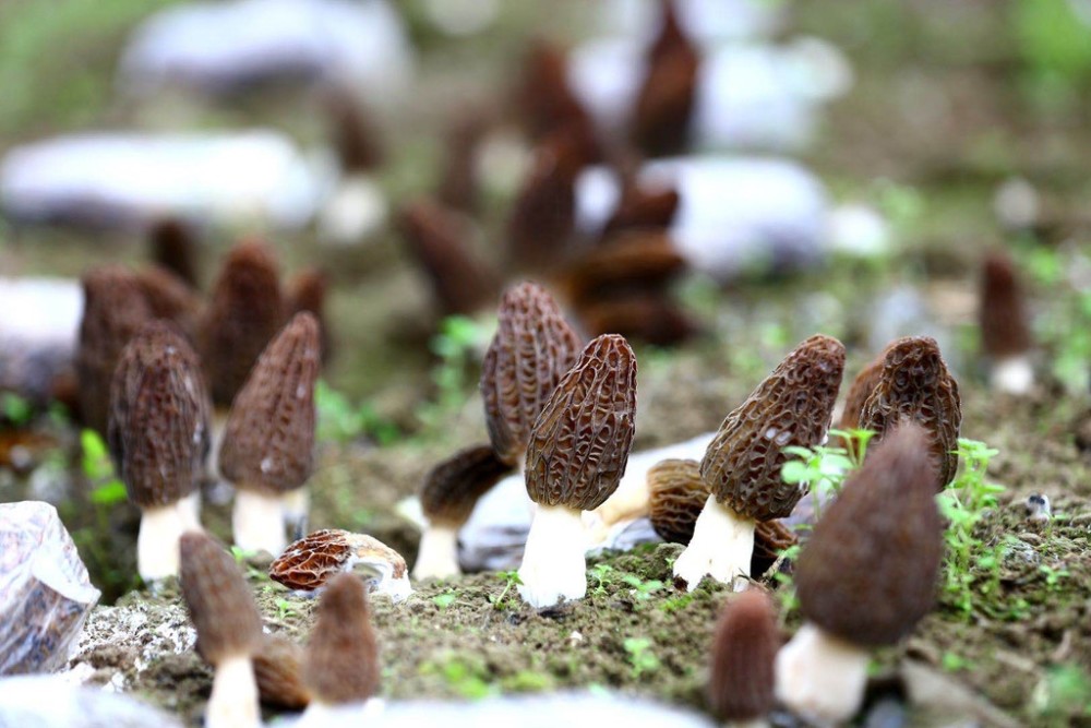 其中高端品种羊肚菌种植面积达2000亩,产值达7000余万元,灵芝种植面积