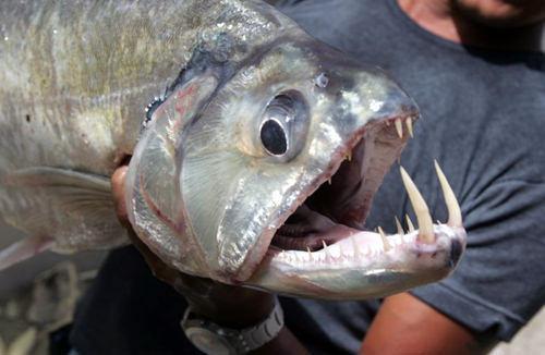 橋:駕馭不了|魚類|食人魚|狼牙魚|亞馬遜河流