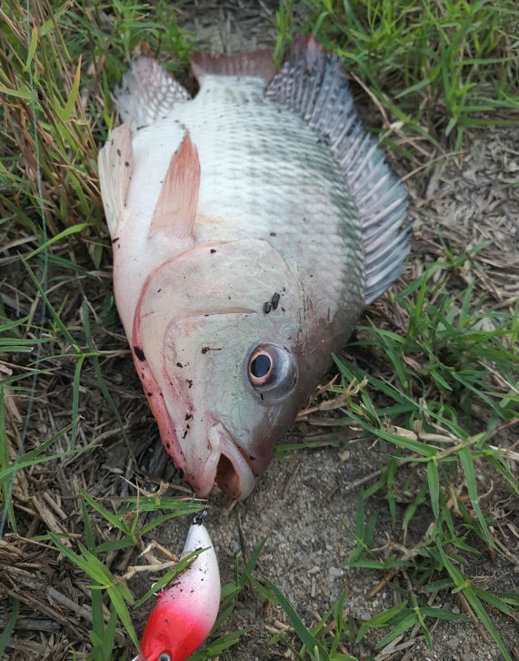 繁殖季,广东河道里罗非鱼躁动了起来,一两斤的大罗非随处可见