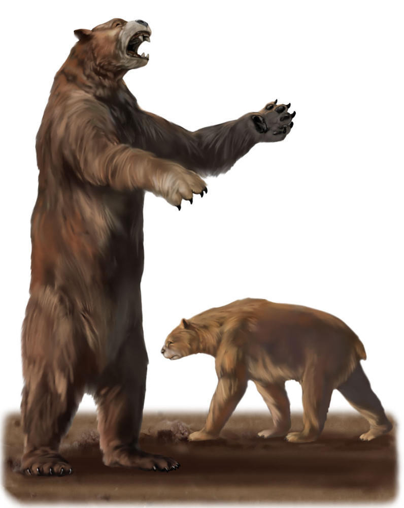 短面熊传奇:纵横美洲的强盗,站起来4.2米高的庞然大物_腾讯新闻