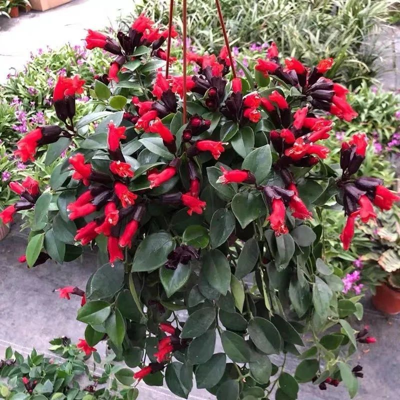 家里养口红花春天学会这几个小技巧叶绿花美越养越精神