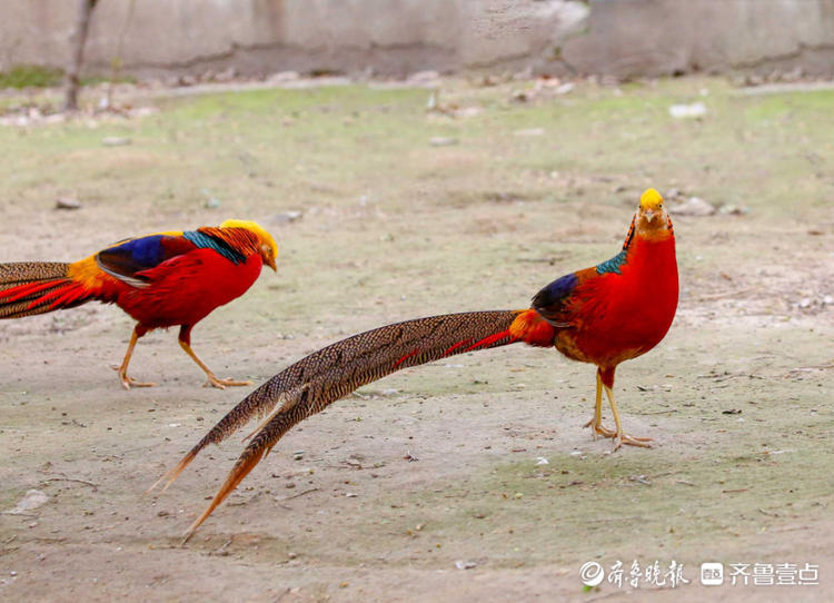 情報站新夥伴濟南動物園紅腹錦雞和孔雀成朋友玩的不亦樂乎