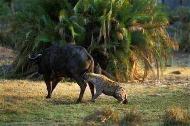 鬣狗会掏肛人类遇见了怎么办为何不能用石头扔它