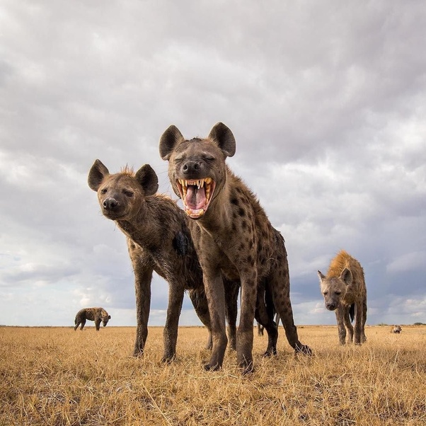 鬣狗会掏肛人类遇见了怎么办为何不能用石头扔它