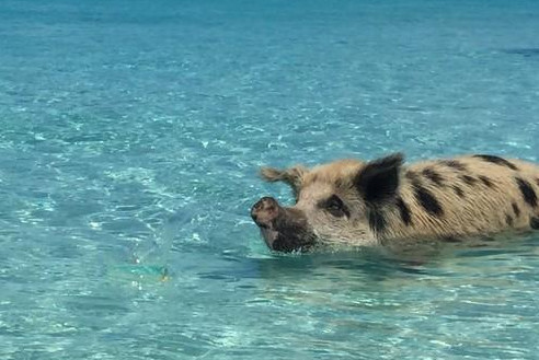 全球唯一的"猪岛":仅生活着8头猪,却吸引大批游客