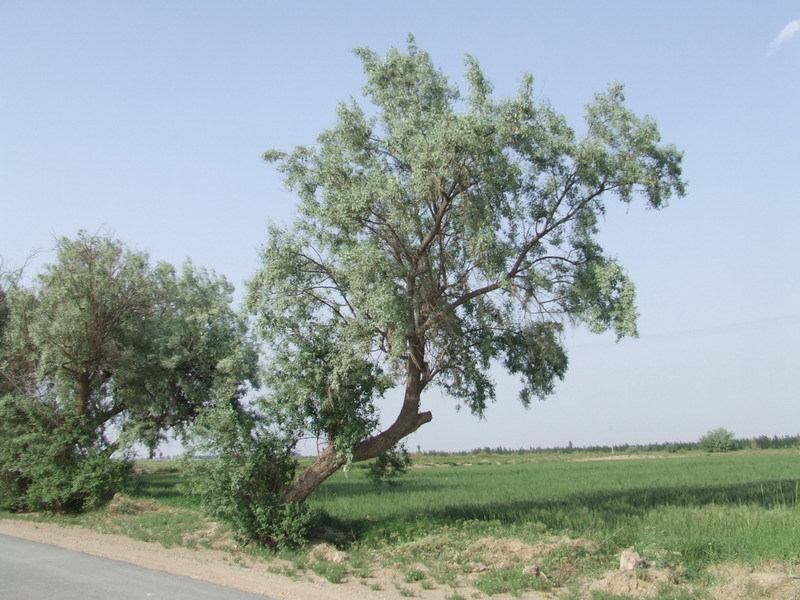 要种活银川的市树沙枣树究竟有多难