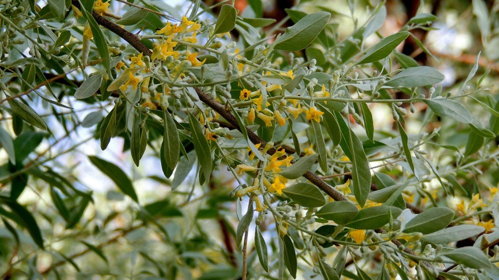 要种活银川的市树沙枣树究竟有多难