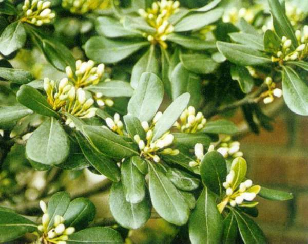 海桐如何栽培养护