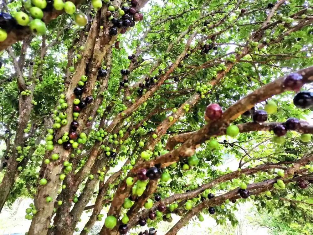 永寧新沙村成功種植熱帶水果嘉寶果