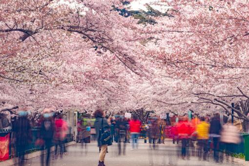 21年青岛中山公园的樱花几月份开花 哪里看樱花最合适 腾讯新闻