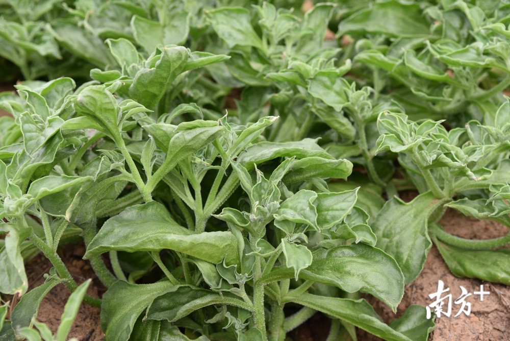 英德首现冰菜,就在这里,你吃过没?_腾讯新闻