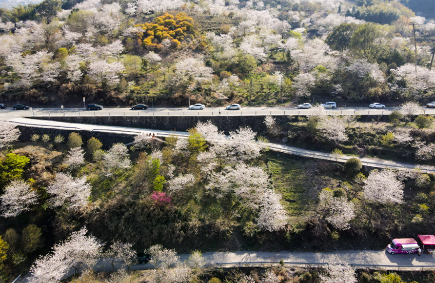 奉化樱花谷图片